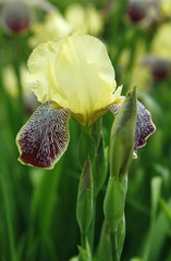 Yellow and red irises flowers in the green garden close up