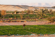 Dakhla, Egypt - December 25, 2006: Working on the fields at Dahla oasis, Egypt.