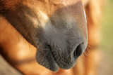 Fototapeta  - kary koń - koński pysk detal