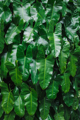 Wall Mural - Low key Green leaves in the rain forest. Leaf texture background