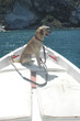 Pet on the prow of a boat