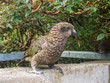 The very rare Kea alpine parrot bird from new zealand. Kea birds are in decline and are classes as a vulnerable species. New zealand parrot.