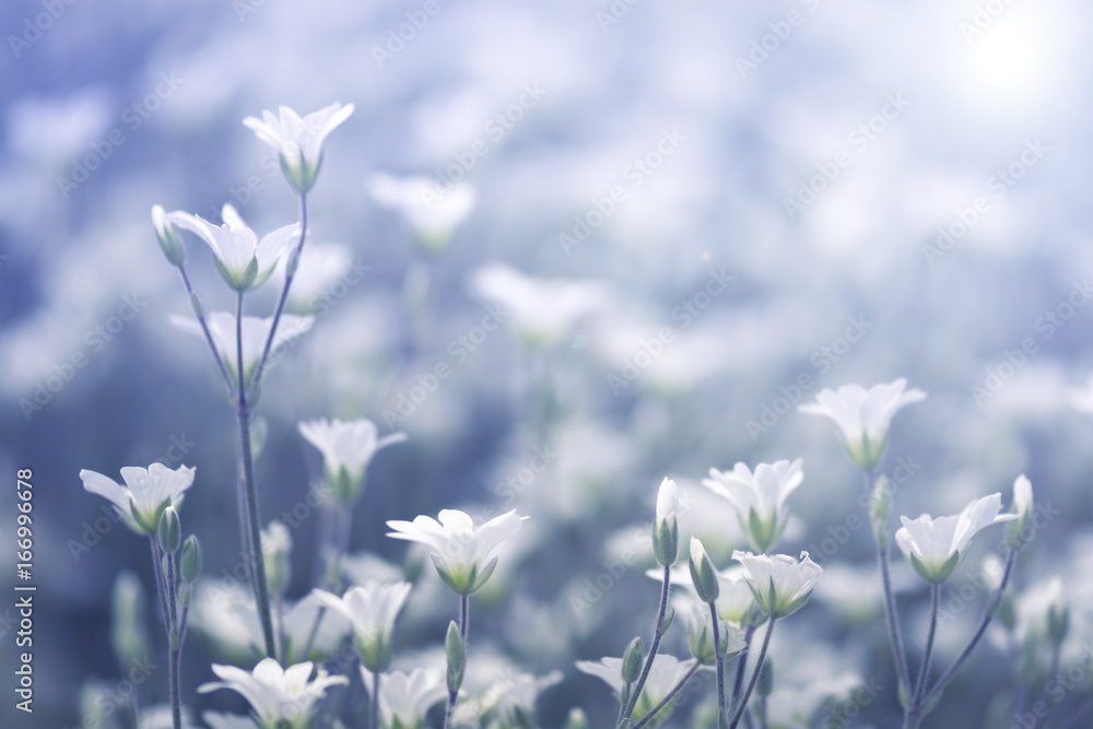 White wildflowers in the sunlight. Selective soft focus - obrazy, fototapety, plakaty 
