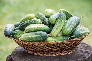 Wicker plate full of fresh cucumbers. On textured old wood background