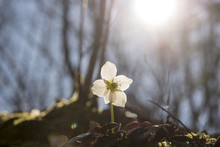 Hellebore Flower In Foreground Of Nature Scene