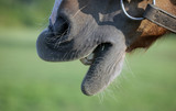 Fototapeta  - konie - zabawny koński pysk, detal