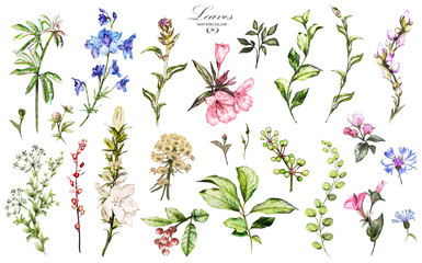 big set watercolor elements - wildflowers, herbs, leaf. collection garden and wild, forest herb, flo