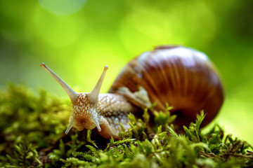 Helix pomatia also Roman snail, Burgundy snail