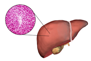 Wall Mural - Liver isolated on white background and liver tissue under microscope, 3D illustration and micrograph