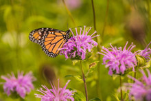 Monarch Butterfly On Bee Balm Flower