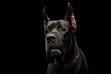 Close-up Portrait Of Great Dane Dog Isolated On Black Background, Studio Shot