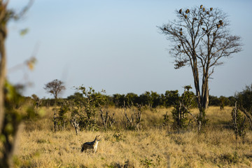  The wildlife of Chobe National Park