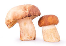 Two Brown Mushrooms On A White Background