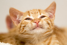 Portrait Of A Cute Red Kitten
