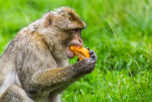 Barbary Macaque Enjoying An Orange