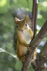 close up portrait of squirrel