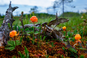 Ripe cloudberry grows on a swamp in Russia.