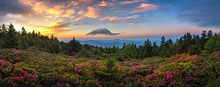 Rhododendron Field At Sunrise, Roan Mountain State Park, Tennessee