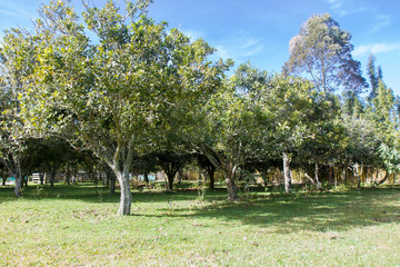 macadamia nuts, nuts orchid, macadamian nuts farm, harvest time