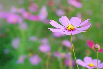 Wall Mural - cosmos flowers pink color garden background nature wallpaper blossom blooming colorful meadow wall p