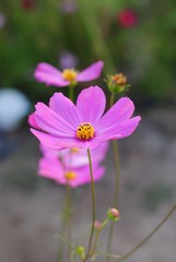 Wall Mural - cosmos flowers pink color garden background nature wallpaper blossom blooming colorful meadow wall p