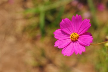 Wall Mural - cosmos flowers pink color garden background nature wallpaper blossom blooming colorful meadow wall p