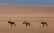 Zebras in the NambRand National park, a semi desertic area next to the Namib Desert
