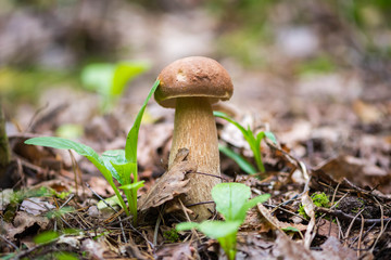 Poster - Edible mushroom boletus growing from the ground in the background of the forest