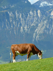 Poster - Kuh im Gebirge