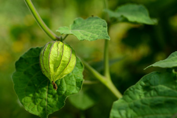 Wall Mural - Physalis - Andenbeere - Kapstachelbeere 