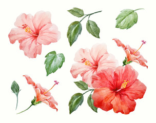 Watercolor tropical hibiscus flower