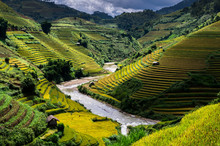Rice Fields On Terraced Of Mu Cang Chai District, YenBai Province, Northwest Vietnam