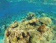 © Elya.Q - Underwater landscape with coral reef. Hard coral shapes. Small coral fishes.