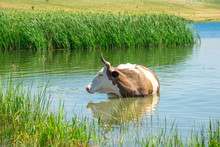 Cow Graze And Swim In The Lake.