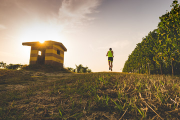 Wall Mural - man trail running in the vineyards at the sunset