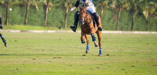 Wall Mural - Polo horse players are riding at speed to chase the ball