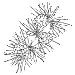 Vector branch with outline European Larch or Larix. Twig with pine and cones in black isolated on white background. Coniferous tree in contour style for botanical design and coloring book.