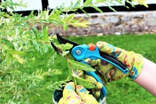 An Image Of Cutting A Plant - Garden