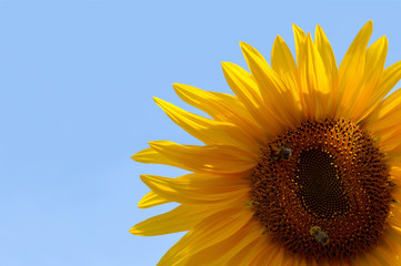 Wall Mural - Sunflower against blue sky as background