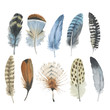 Vector bird feather from wing isolated. Aquarelle feather for background, texture, wrapper pattern, frame or border.