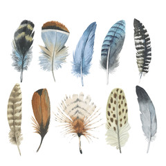 vector bird feather from wing isolated. aquarelle feather for background, texture, wrapper pattern, 