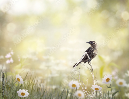 Brown bird perching in a meadow