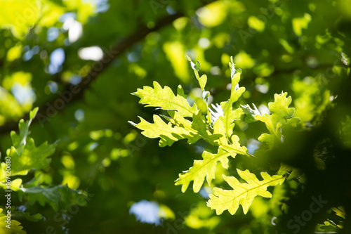 Fotomural Green leaves on an oak tree in the nature
