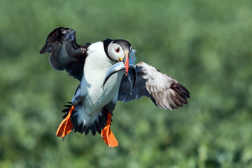 Wall Mural - Puffin with sandeel