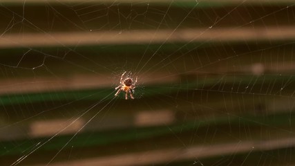 spider making a web Spider building spiderweb on isolated blurred dark background the world wide web