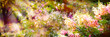 Leinwandbild Motiv Summer background, Hydrangea paniculata