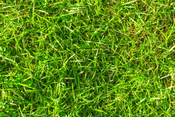 Vibrant green grass background. Green grass field photo texture.