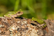 Gray Tree Frogs That Have Just Left The Vernal Pool.