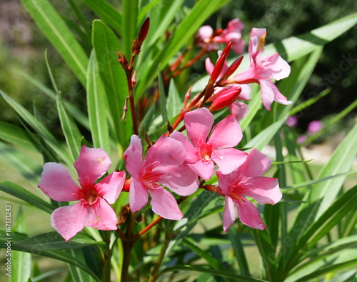 Laurier Rose En Fleurs En été Dans Le Jardin Buy This