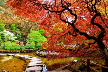 pond with overhanging red japanese maples during springtime, butchart gardens, victoria, bc, canada